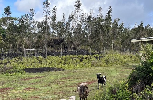 Kapoho House | Authentic Big island farm house in Peles backyard;)