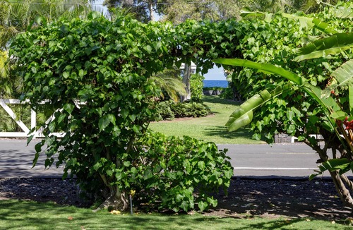 Kamuela Cottage | B.I. Plumeria Cottage -Summer Rates! Perfect Couples Getaway in Magical Puako