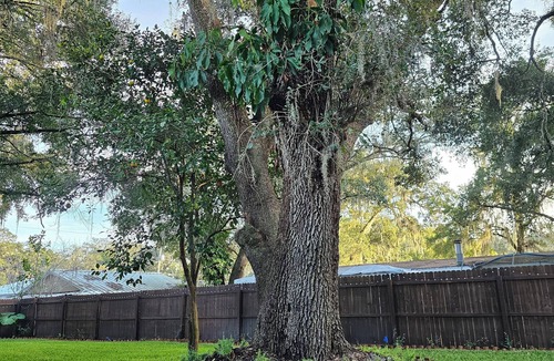 Thonotosassa House | Warm & Welcoming Cabin Retreat - Relaxation Minutes from Tampa Bay Fun!