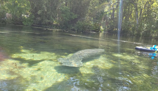 Deep water canal with direct access to the Homosassa River. Scalloping heaven.