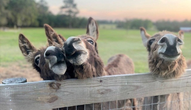 Little Ridge Ranch-Near Ocala/Gainesville in Williston