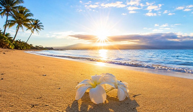 Luxury Ocean Front Condo Free Wi-Fi. Legal Rental