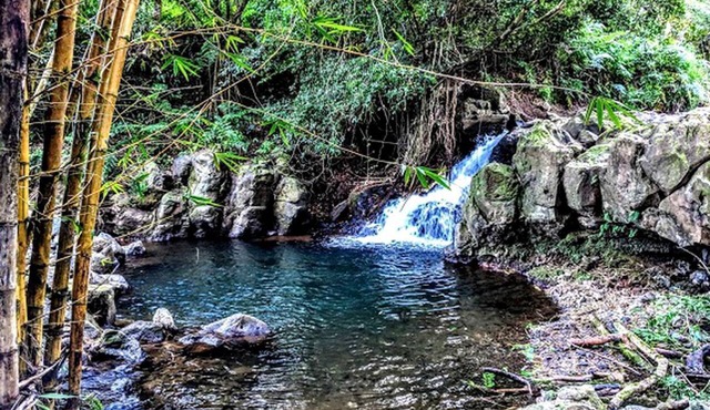 Rustic Vacation Rental Surrounded by Rainforest close to Volcanoes National Park, Hawaii