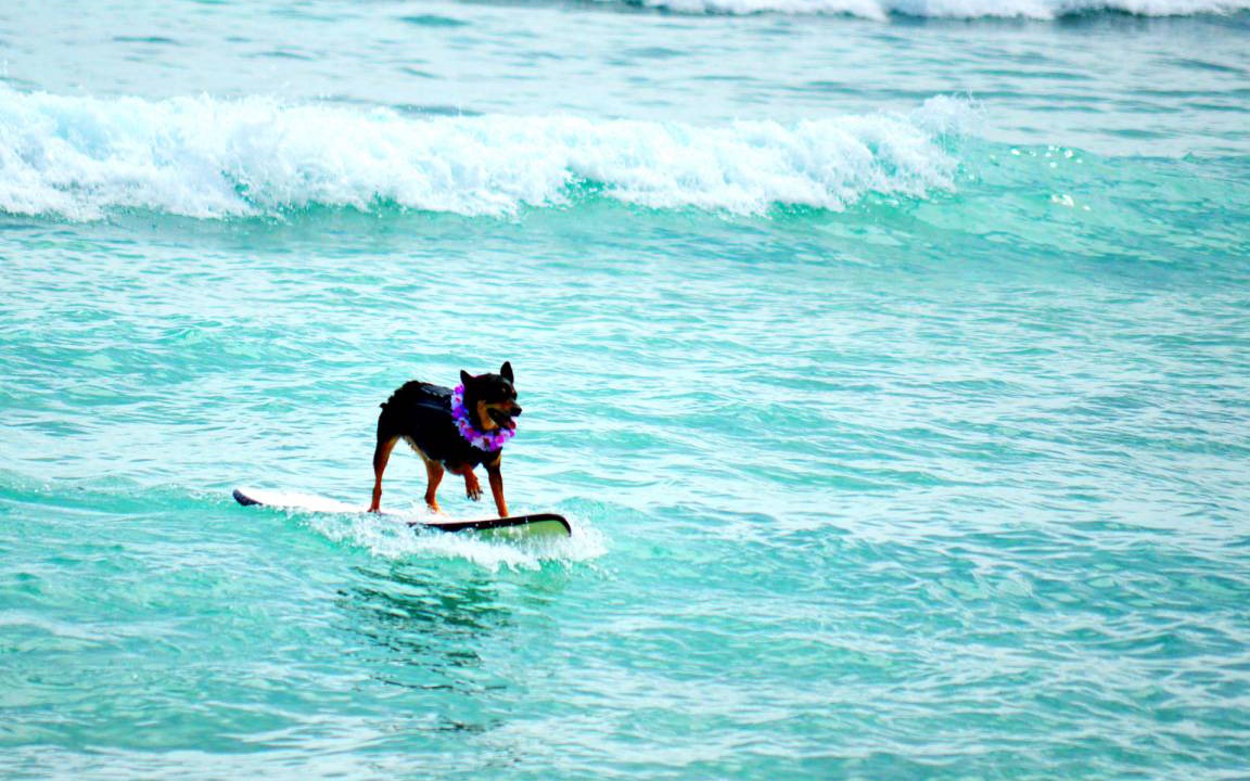 Photo of Others in Waikiki