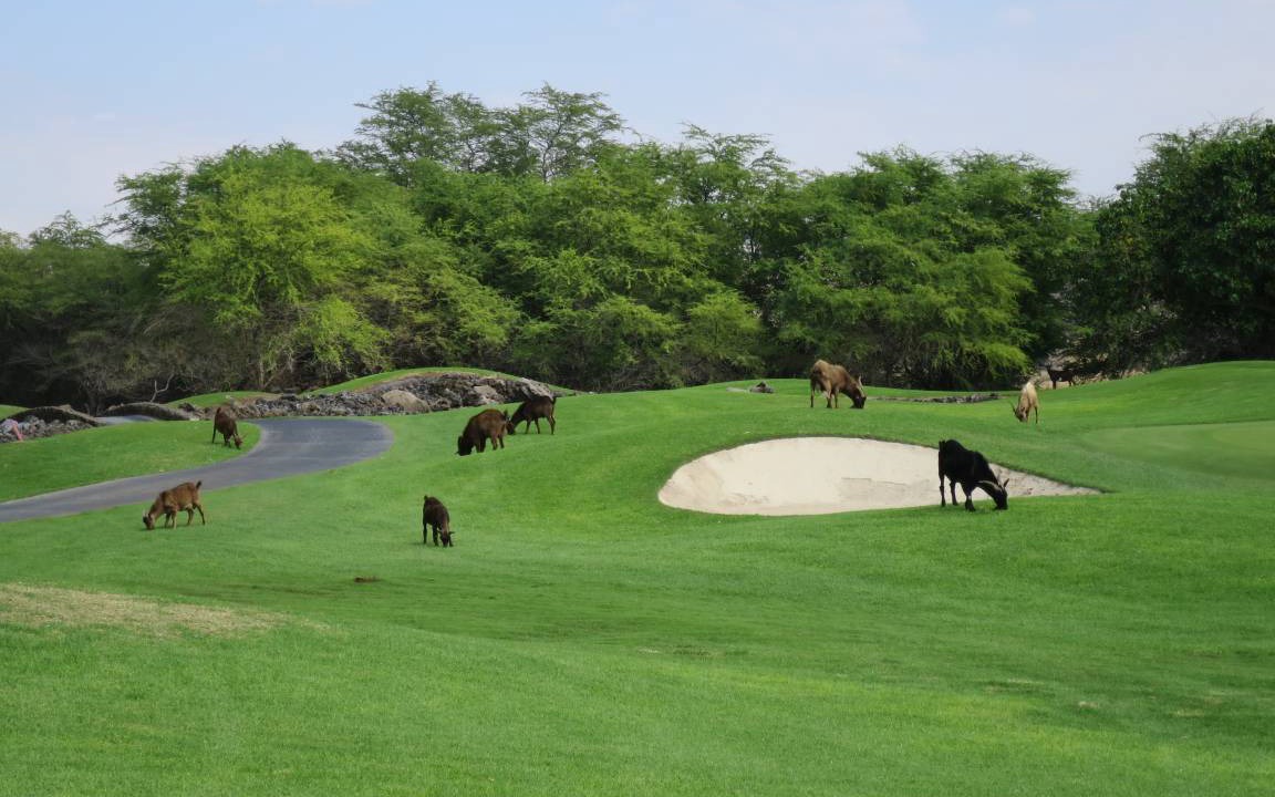Photo of Others in Waikoloa