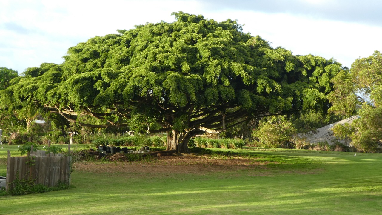 Photo of Outdoor in Hawi