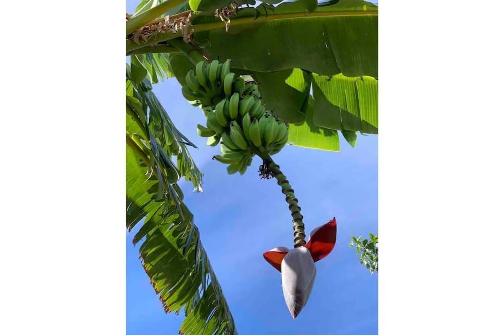 Photo of Outdoor in Pupukea