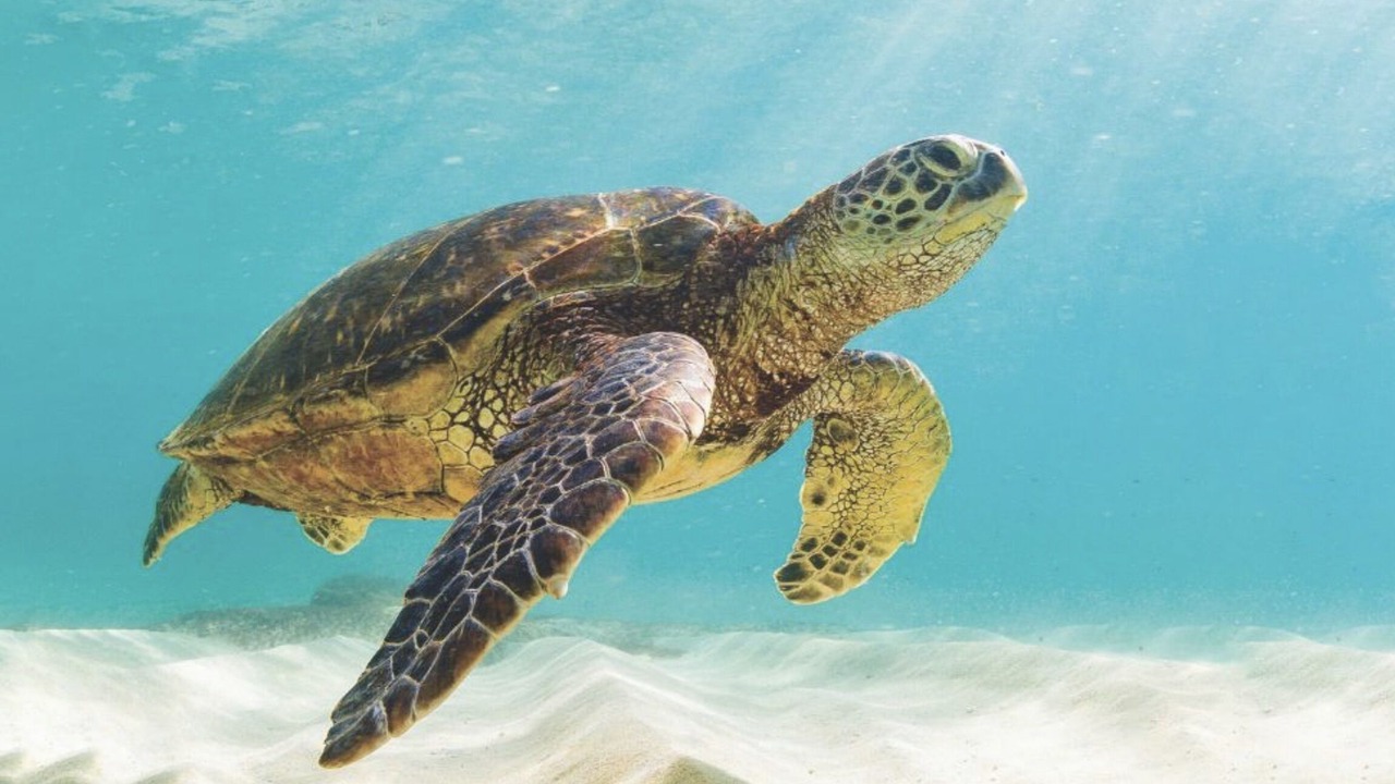 Photo of Others in Ocean View