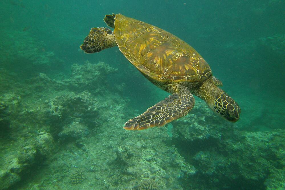 Photo of Others in Pupukea