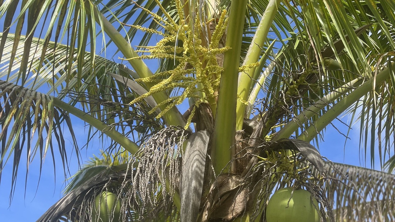 Photo of Outdoor in Kapoho