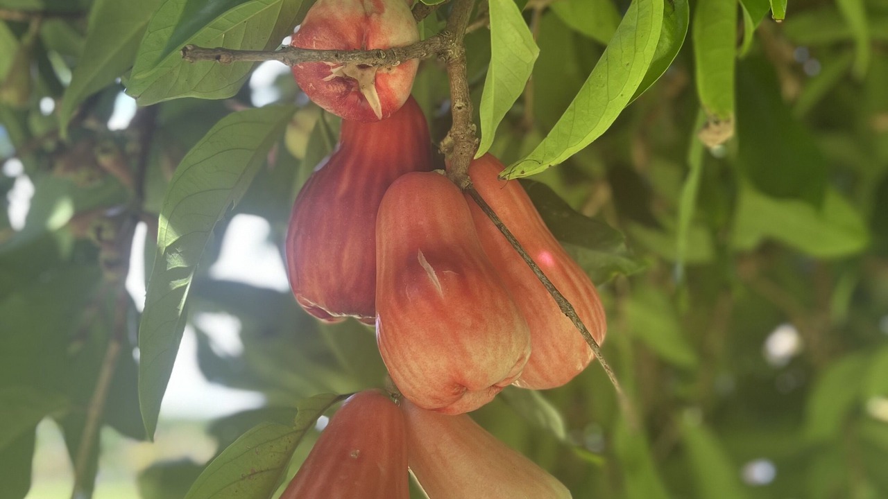 Photo of Outdoor in Kapoho