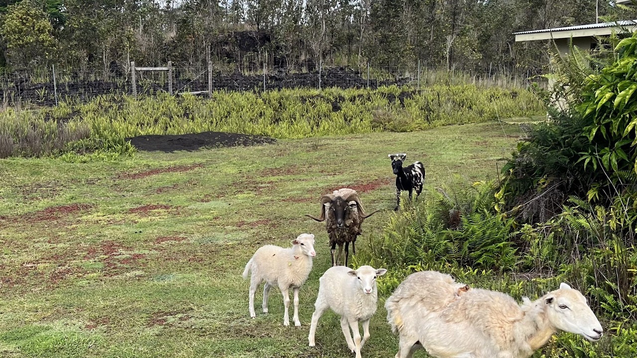 Photo of Outdoor in Kapoho