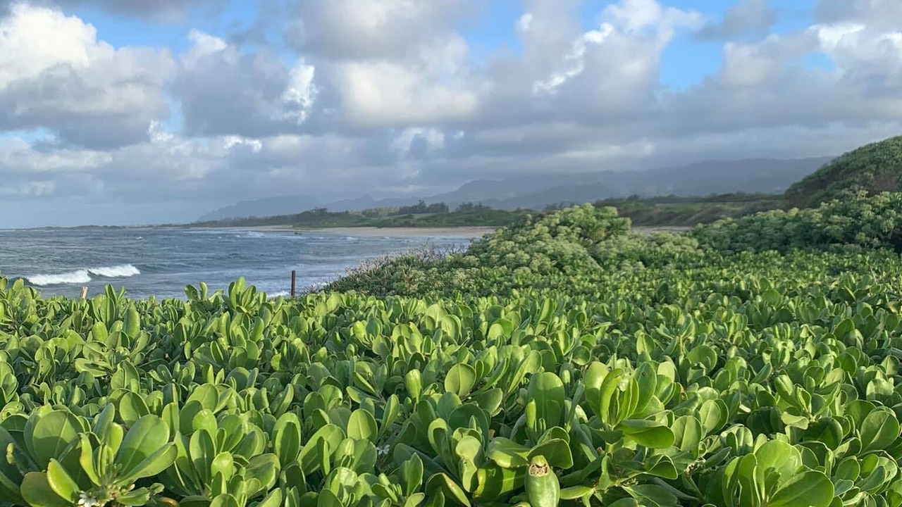 Photo of Outdoor in Kahuku