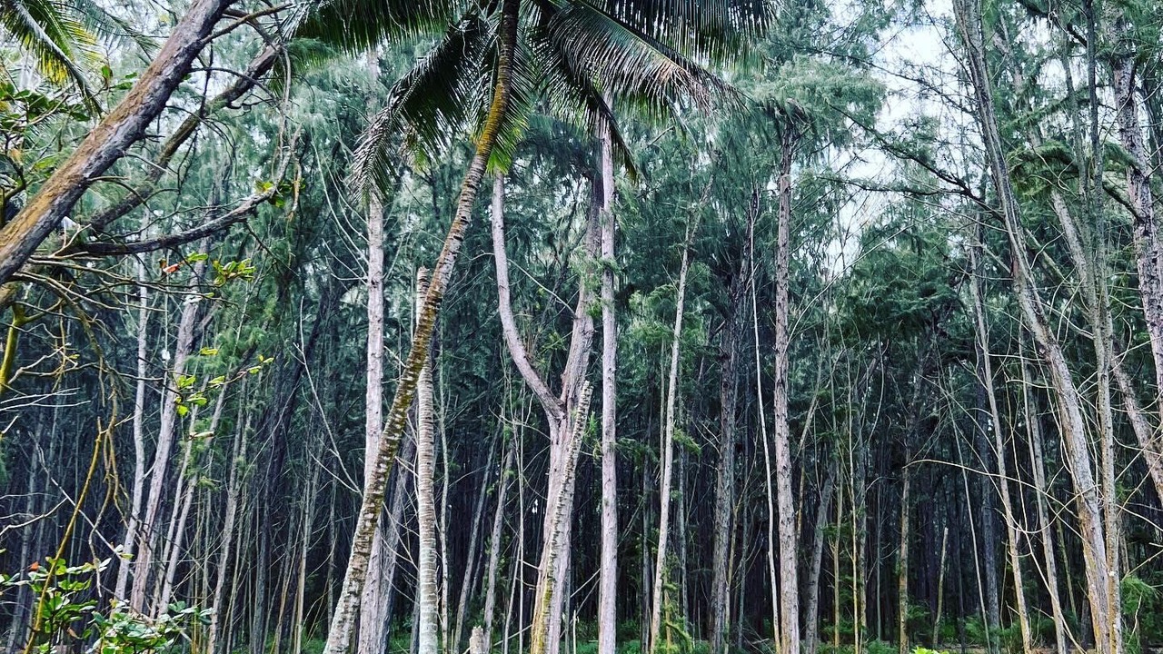 Photo of Outdoor in Kahuku