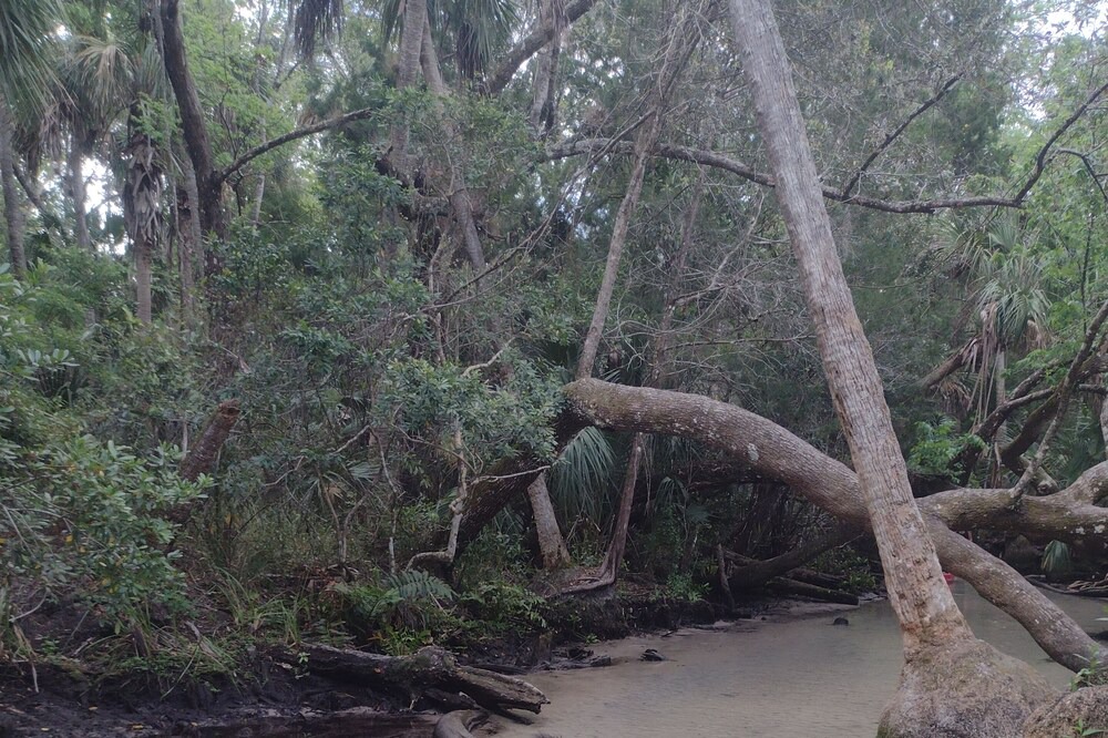 Photo of Outdoor in Chassahowitzka
