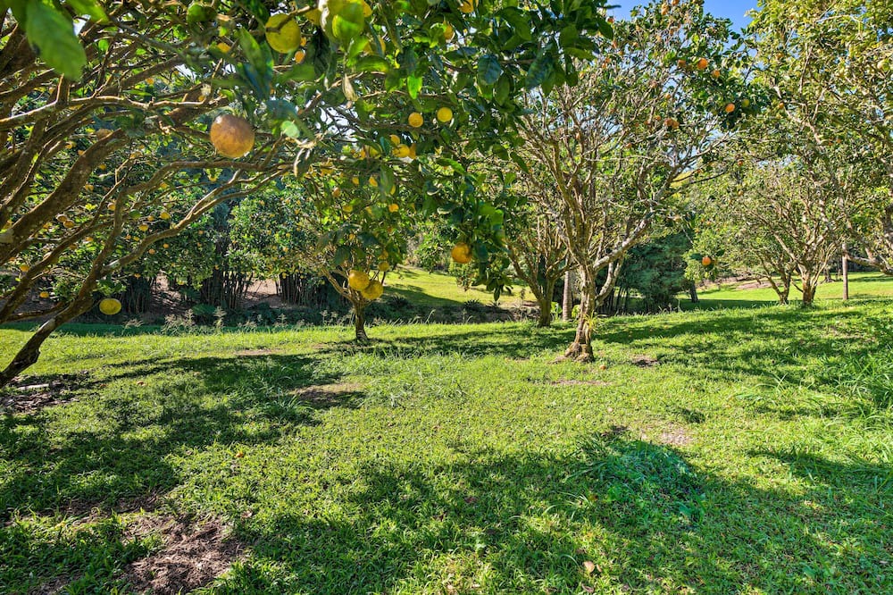Photo of Outdoor in Honokaa