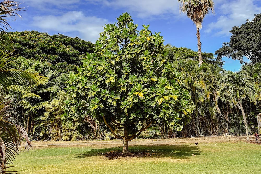 Photo of Others in Mokuleia
