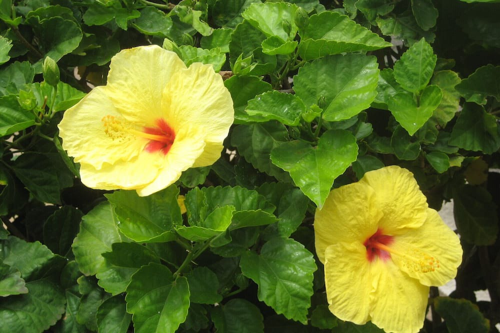Photo of Others in Pupukea