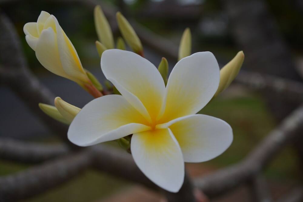 Photo of Others in Wailua