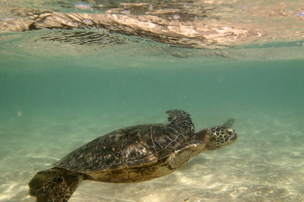 Photo of Others in Wailua