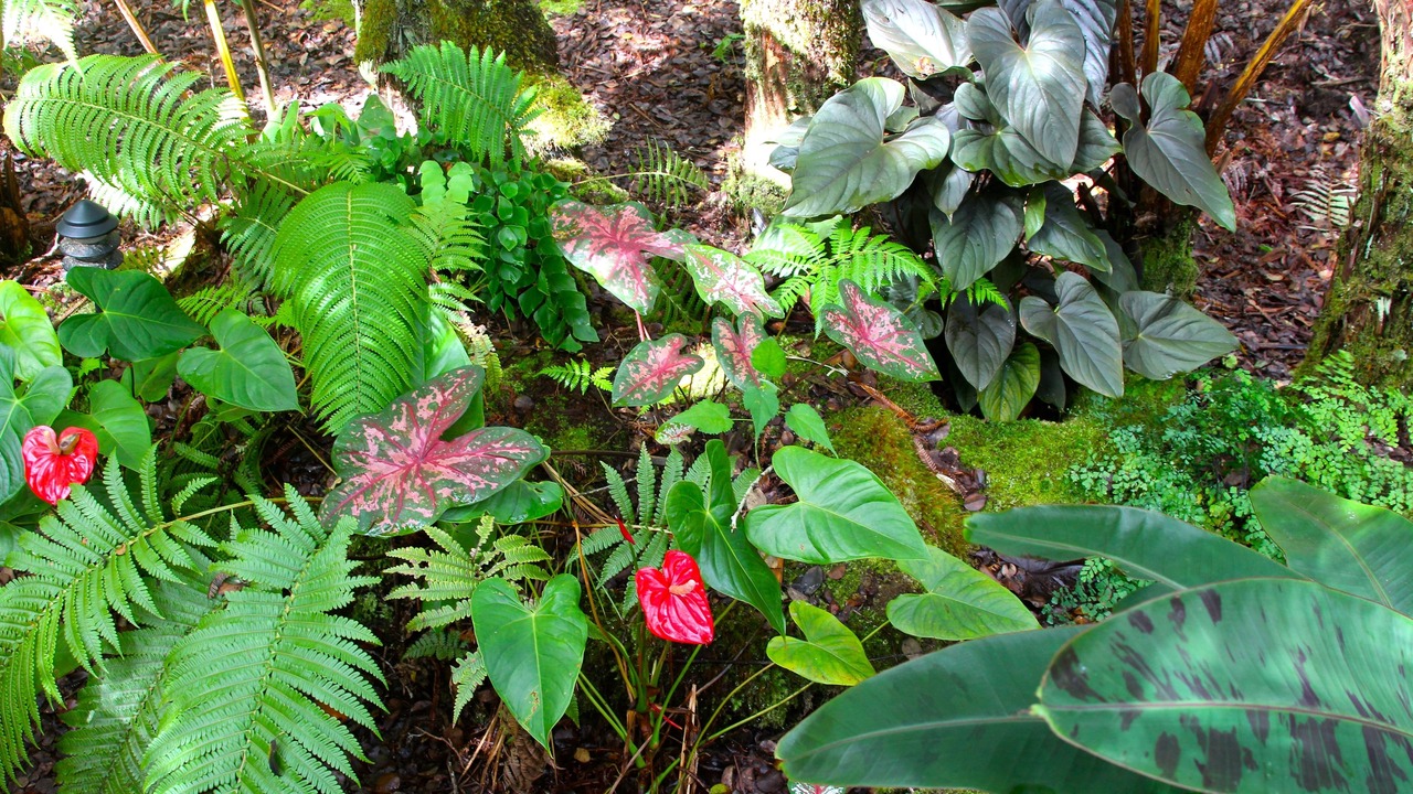 Photo of Outdoor in Volcano