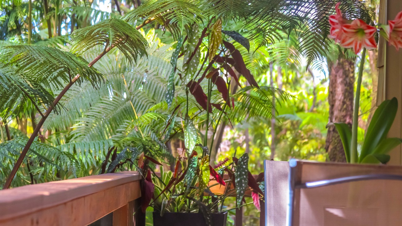 Photo of Patio Balcony in Volcano