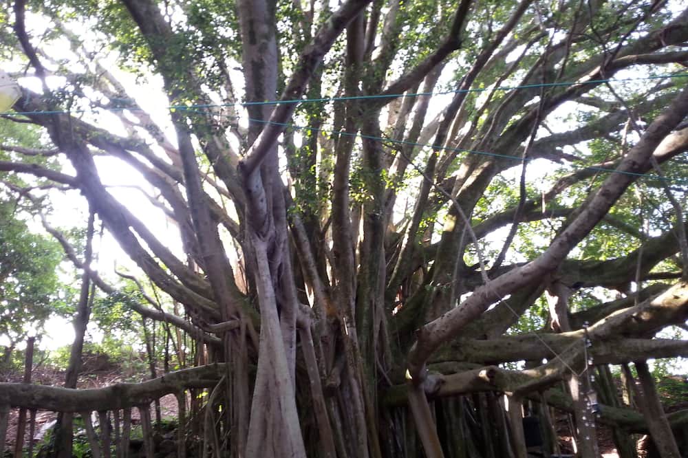 Photo of Others in Honokaa