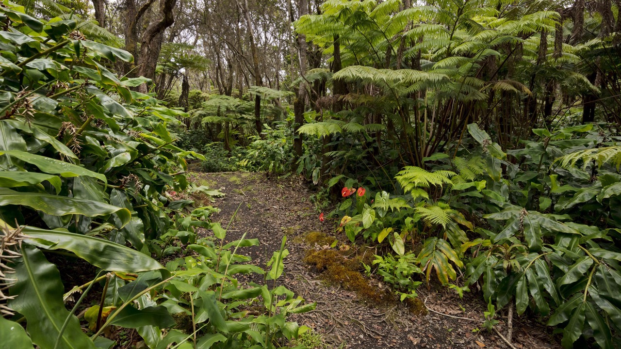 Photo of Outdoor in Volcano