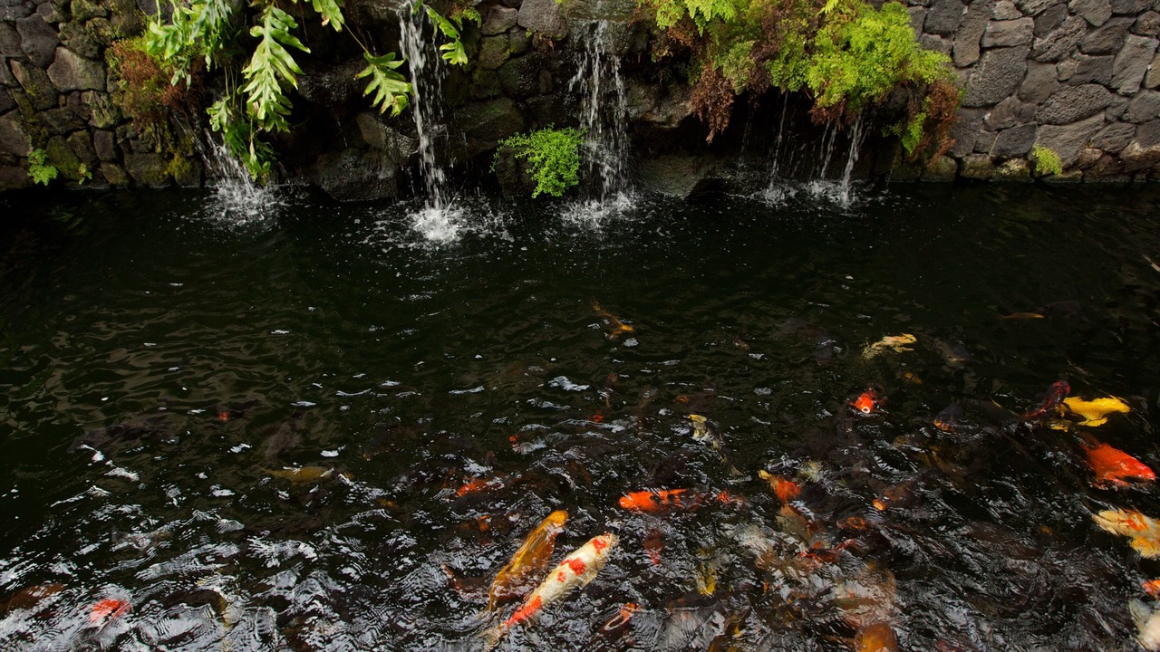 Photo of Outdoor in Honalo