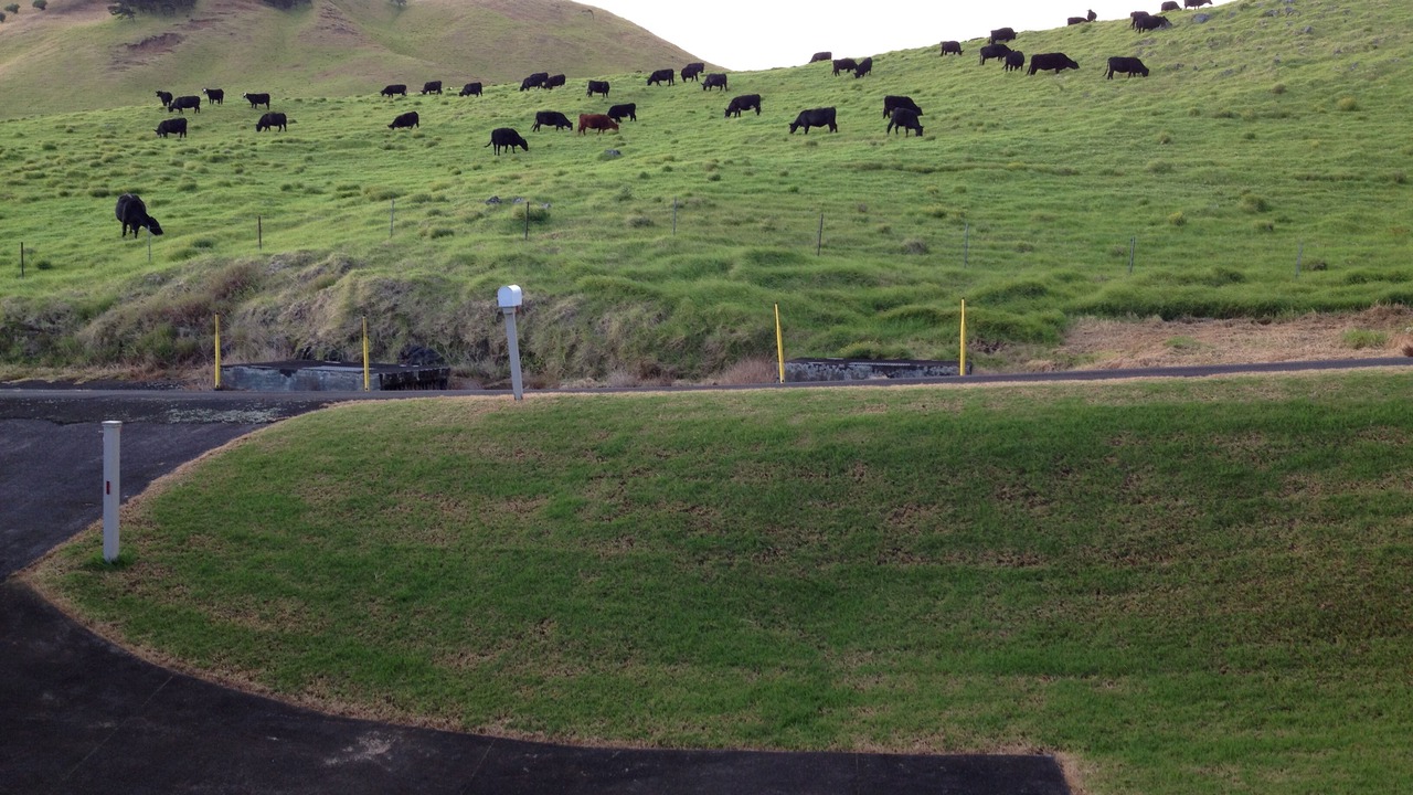 Photo of Outdoor in Waimea