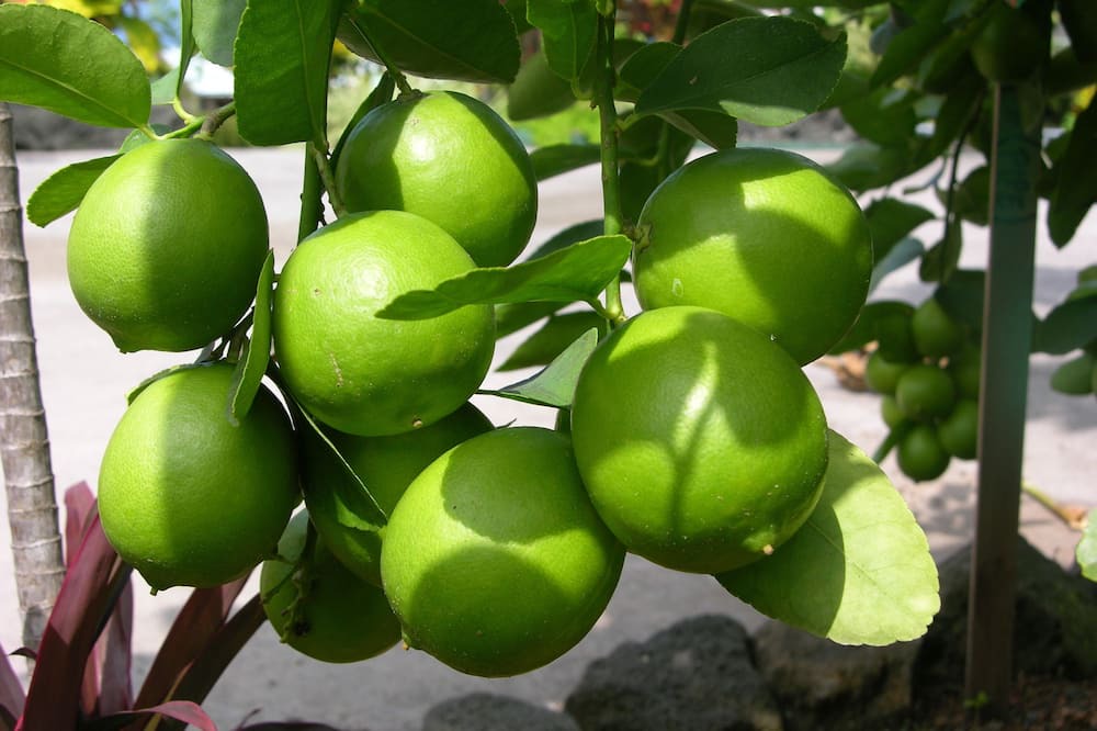 Photo of Others in Kealakekua