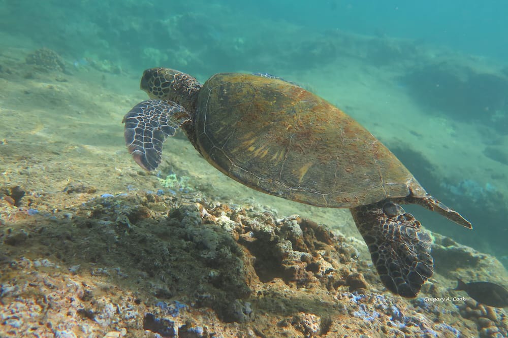 Photo of Others in Pupukea