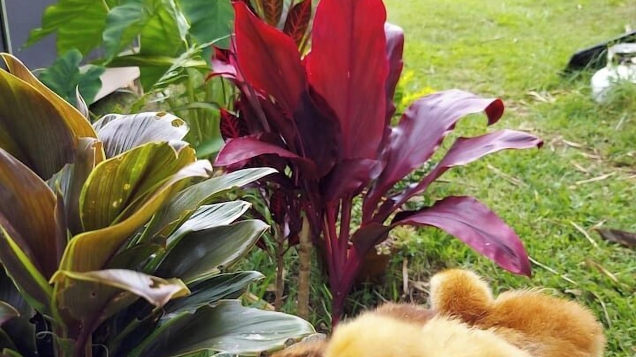 Photo of Outdoor in Honokaa