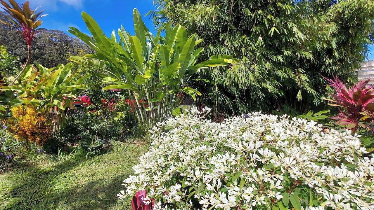 Photo of Outdoor in Honokaa