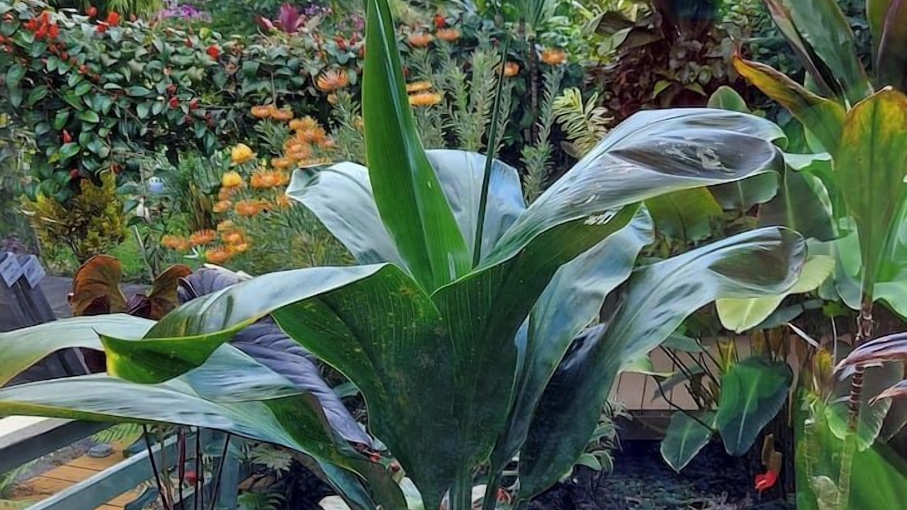 Photo of Outdoor in Honokaa