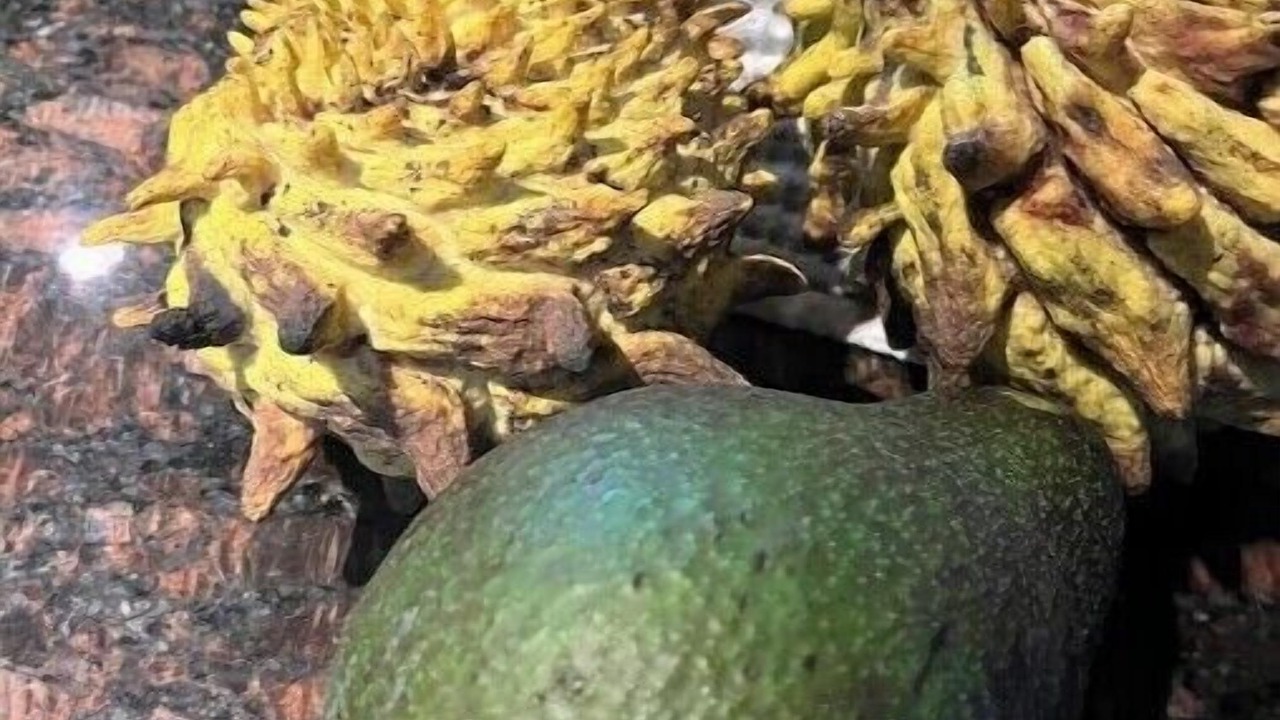 Photo of Others in Honokaa