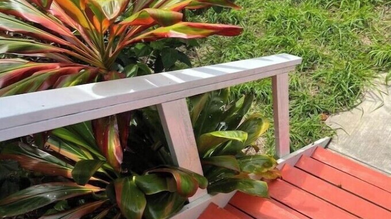 Photo of Outdoor in Honokaa