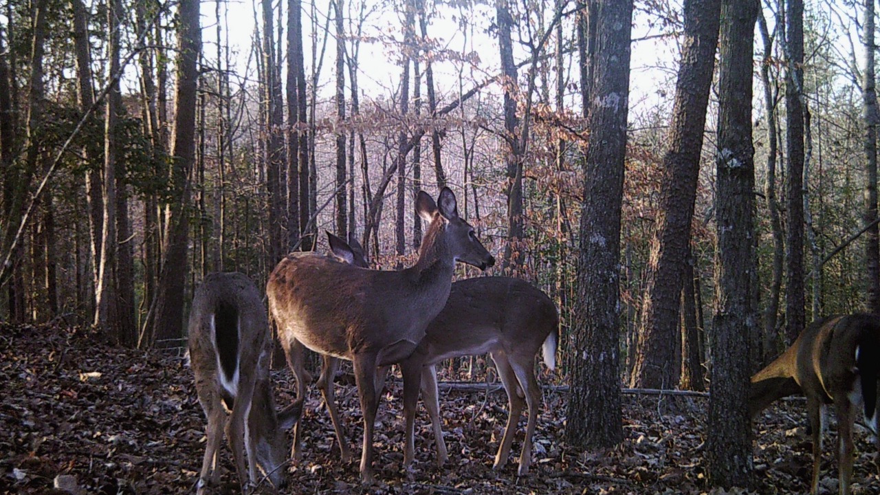Photo of Outdoor in Pickens