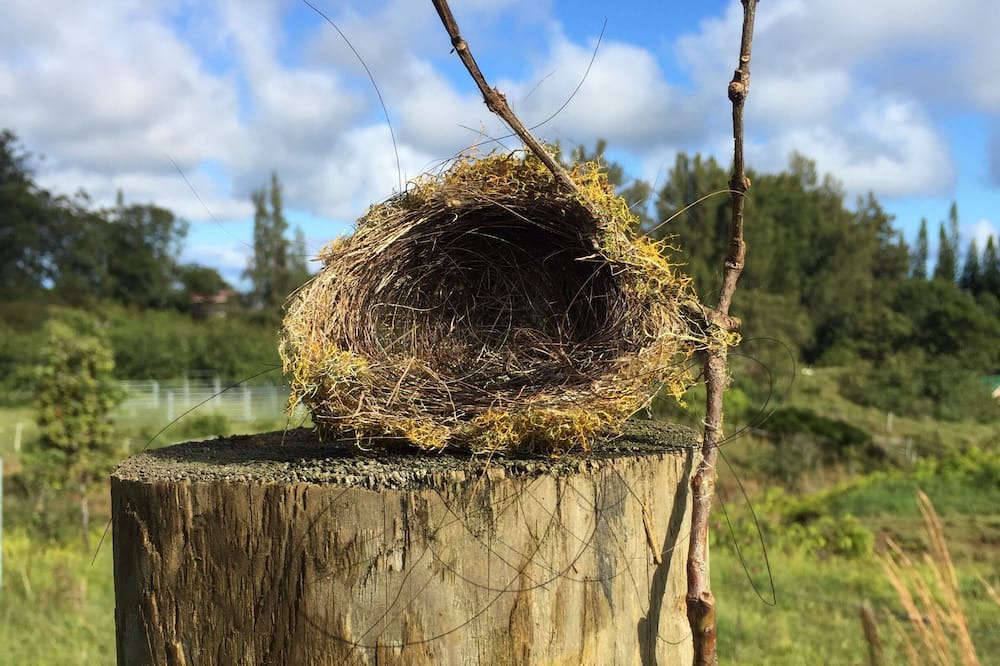 Photo of Outdoor in Honokaa