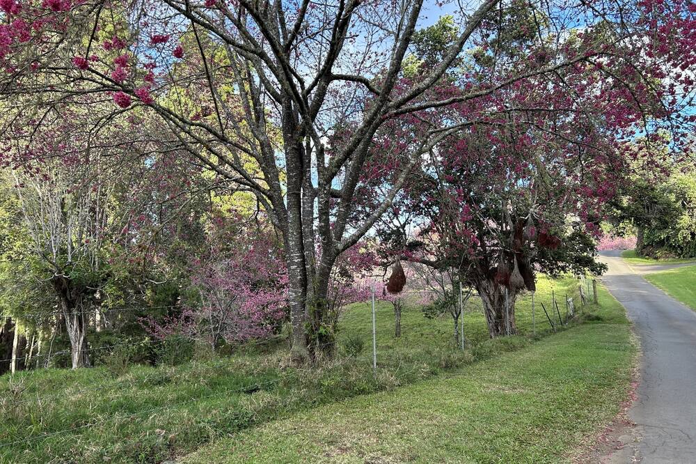 Photo of Outdoor in Honokaa
