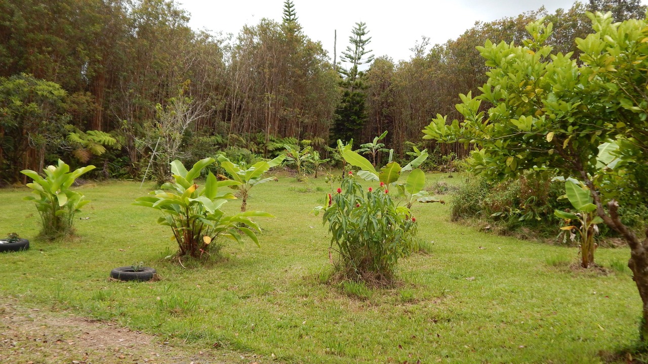 Photo of Outdoor in Fern Forest