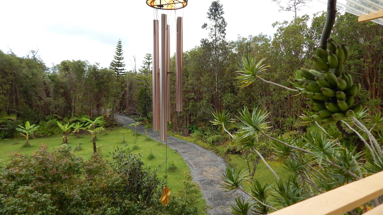 Photo of Outdoor in Fern Forest