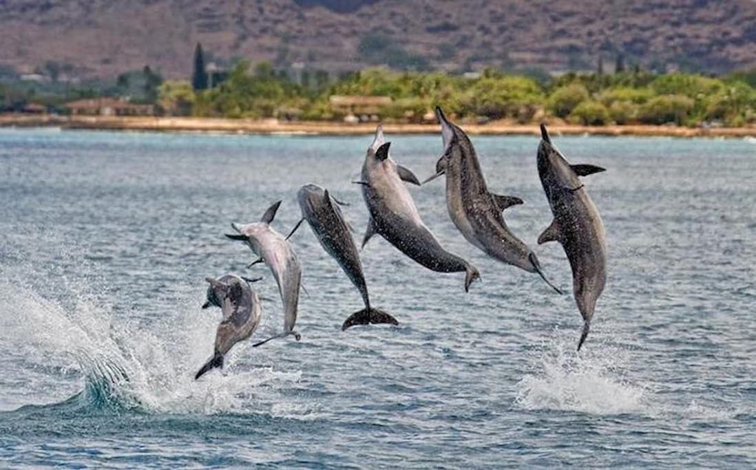 Photo of Others in Makaha Valley