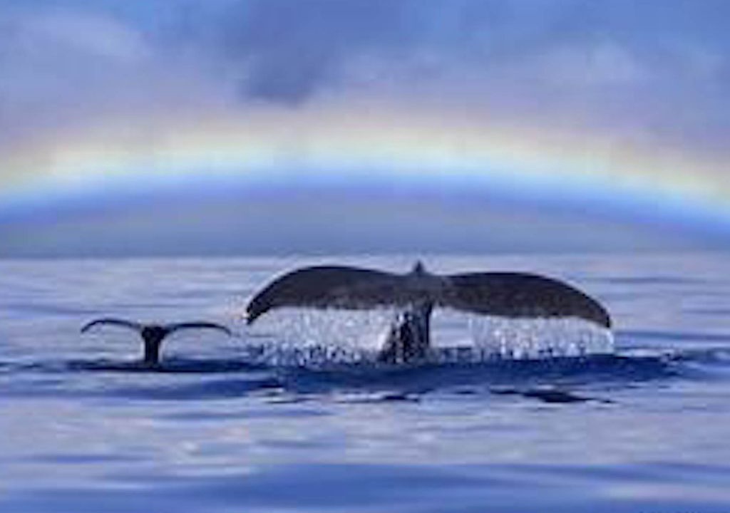 Photo of Others in Makaha Valley