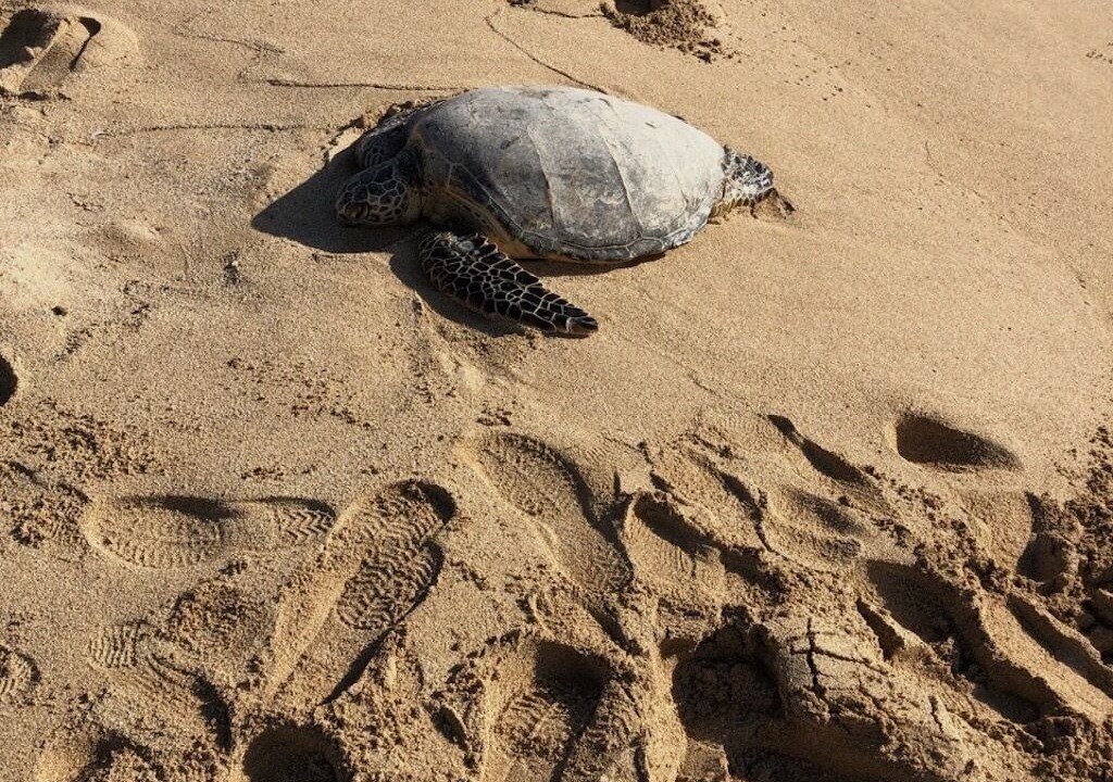 Photo of Others in Makaha Valley