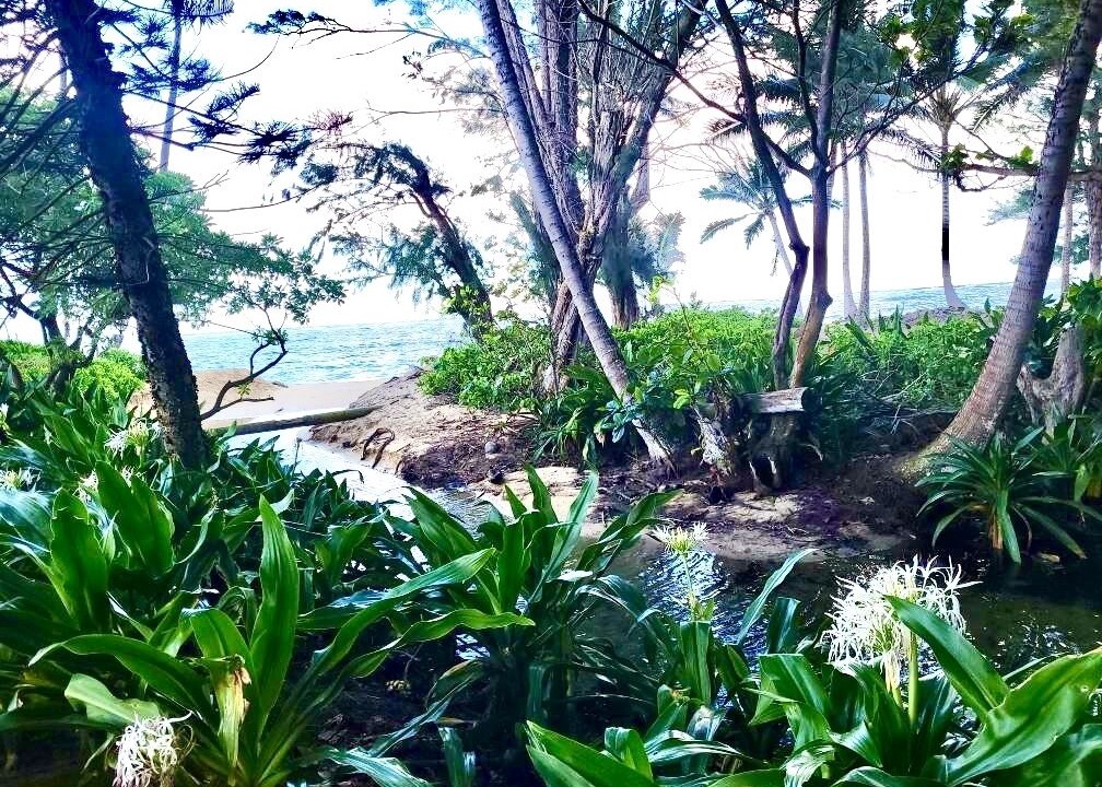 Photo of Outdoor in Punaluu