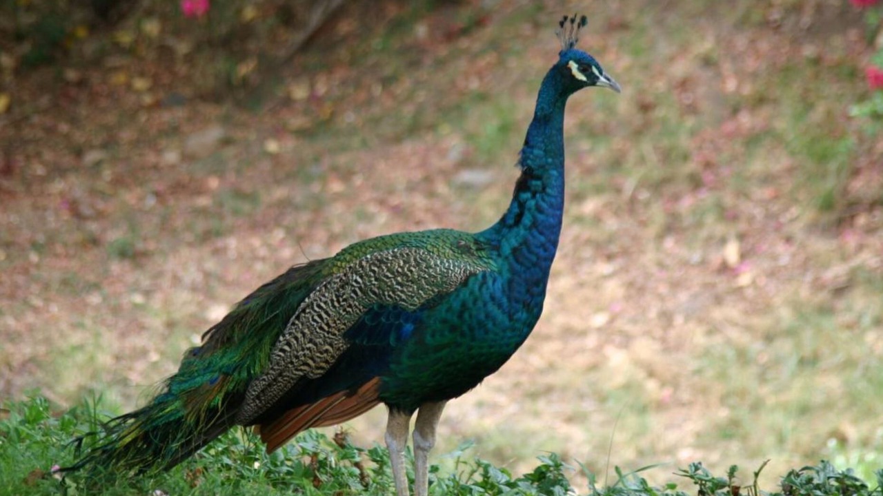 Photo of Others in Makaha Valley