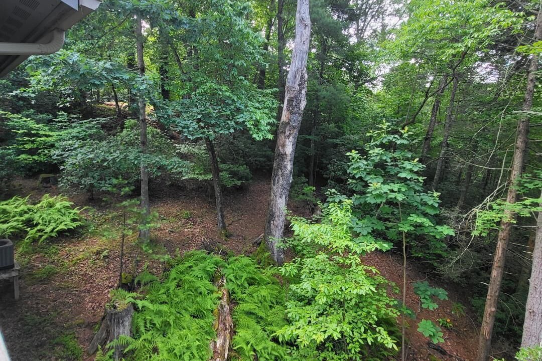 Photo of Others in Pisgah Forest