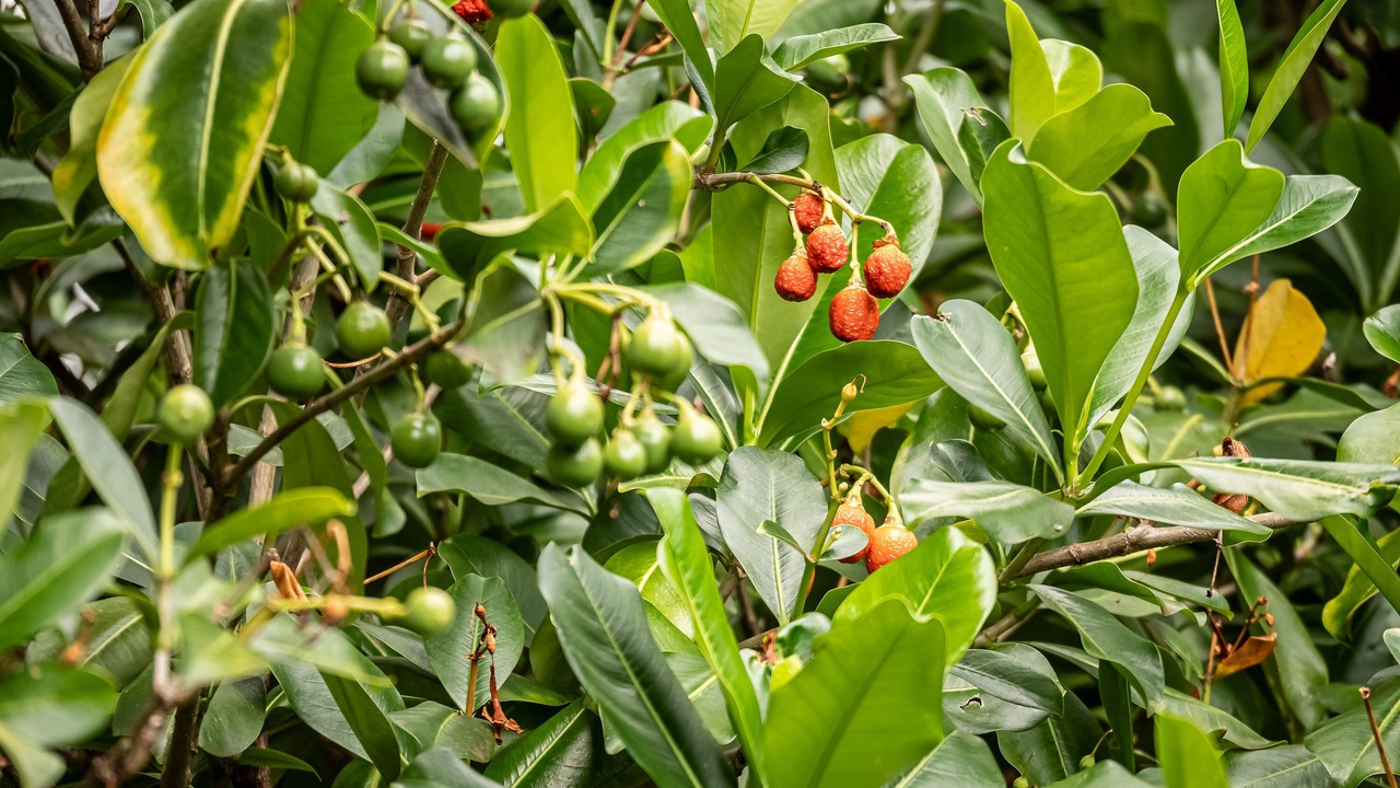 Photo of Outdoor in Pupukea