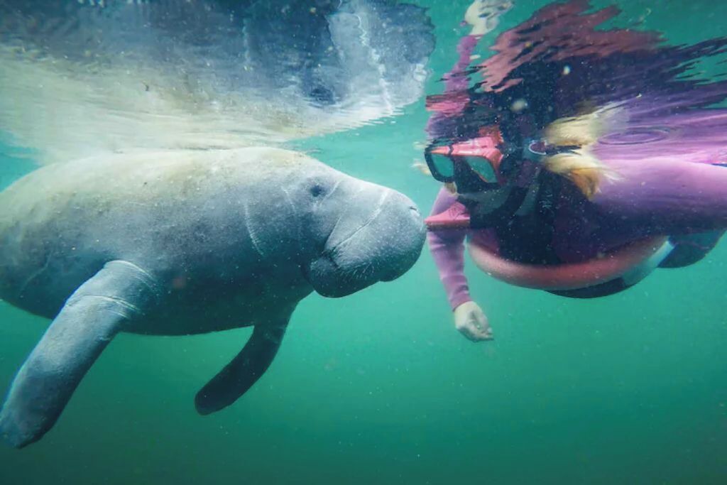 Photo of Others in Homosassa